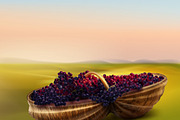 Grape in basket