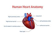 Human Anatomy Heart Card Poster