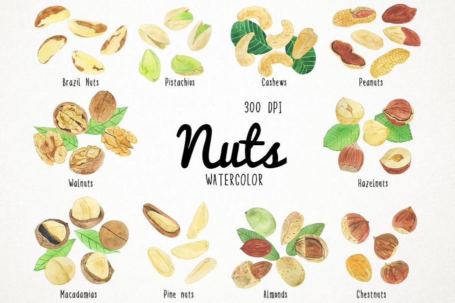 Watercolor Nuts Clipart