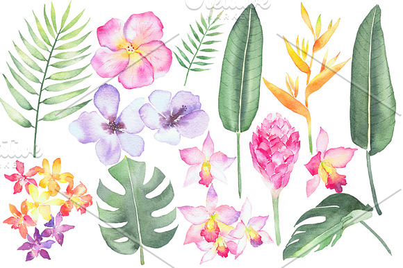 Tropical Flora, watercolor clipart in Illustrations - product preview 2