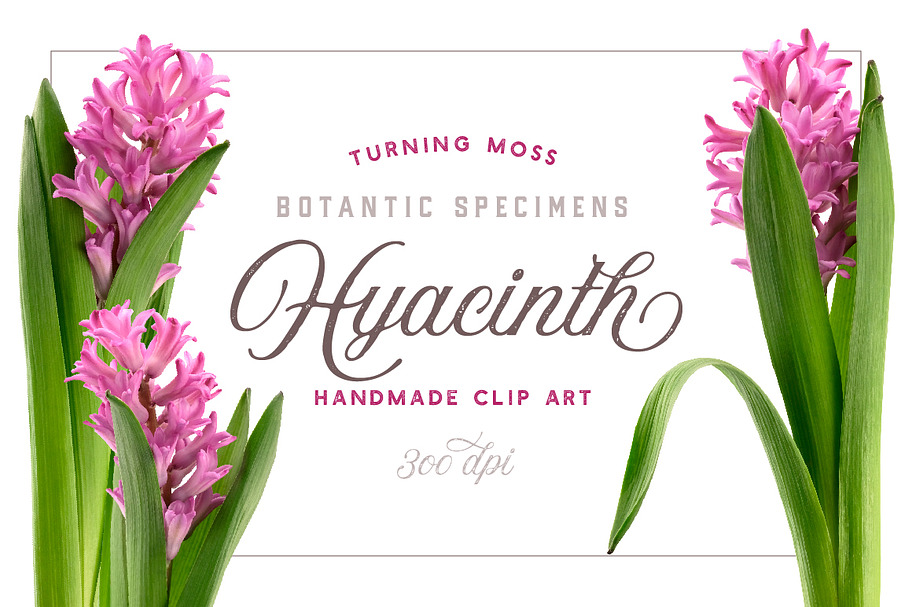 Hyacinth Flower - Realistic ClipArt