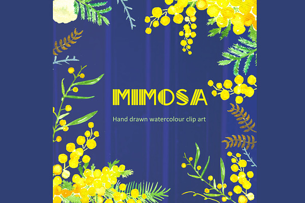 Mimosa  Watercolor Clip Art