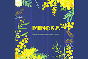 Mimosa  Watercolor Clip Art