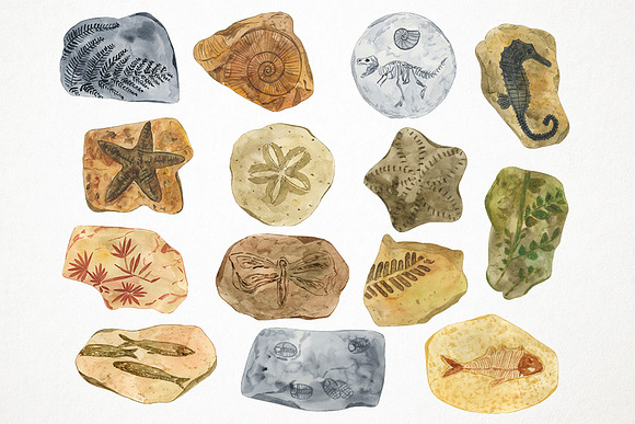 Watercolor Fossils Clipart in Illustrations - product preview 1