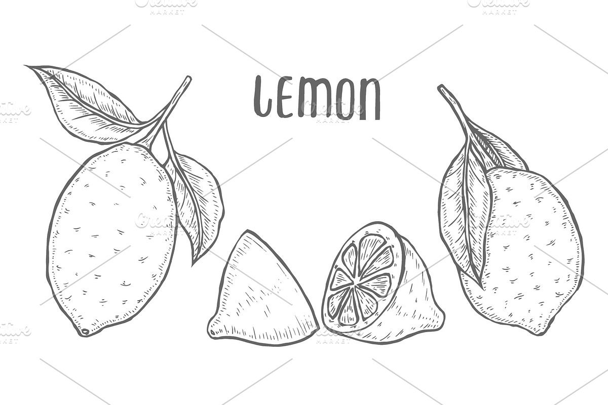 lime or lemon set. in Illustrations - product preview 8