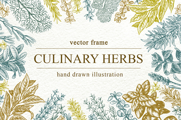 Culinary Herbs Vector Frame
