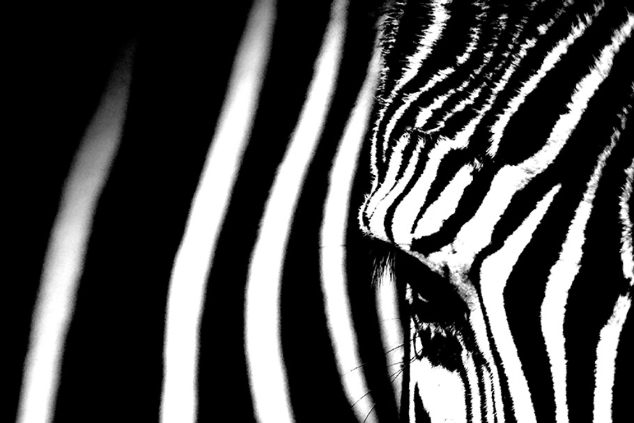 Zebra in Illustrations - product preview 8