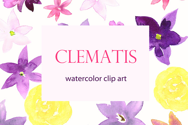 Clematis Purple. Watercolor clip art