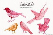 Watercolor Bird Illustrations