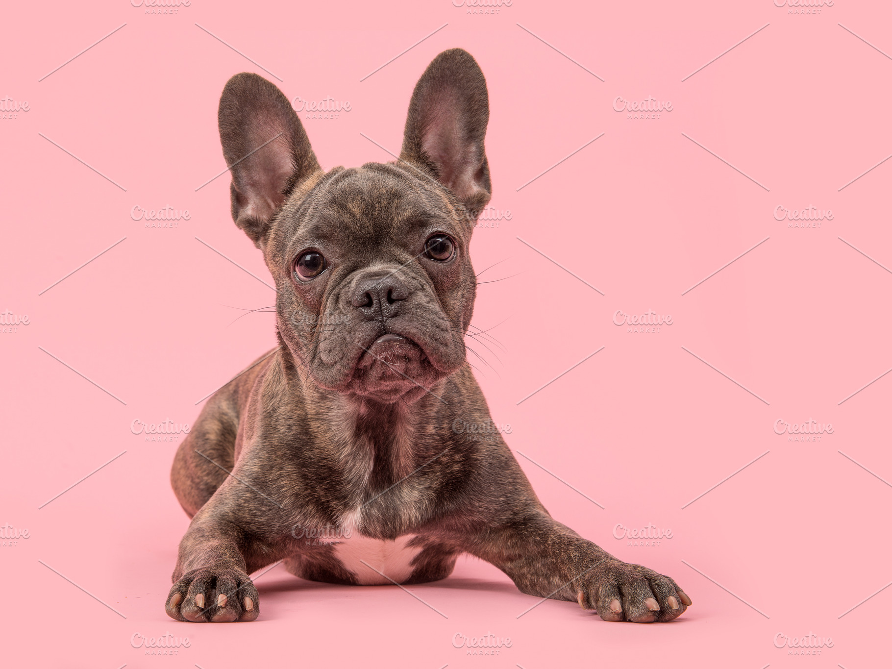 French bulldog on a pink background | High-Quality Animal Stock Photos