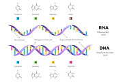 Molecular Structure Of DNA and RNA.