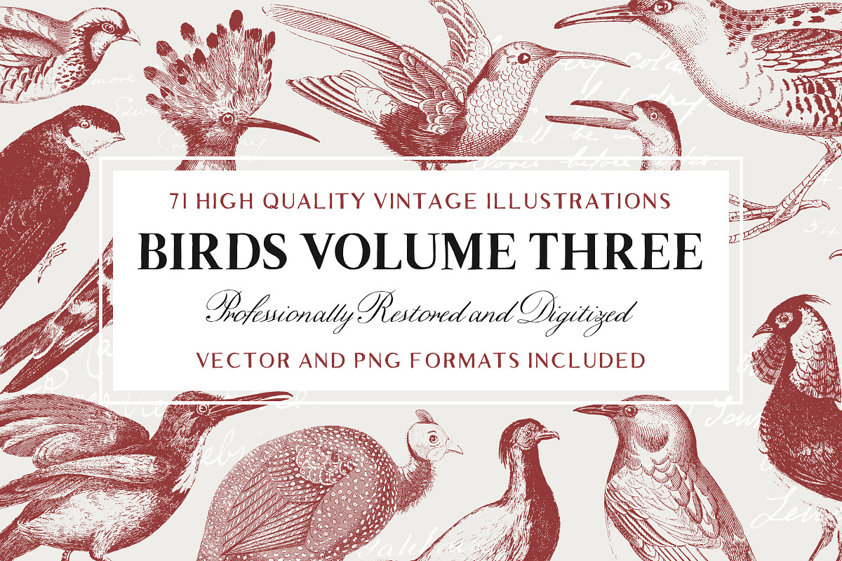 71 Engraved Bird Illustrations in Illustrations - product preview 8