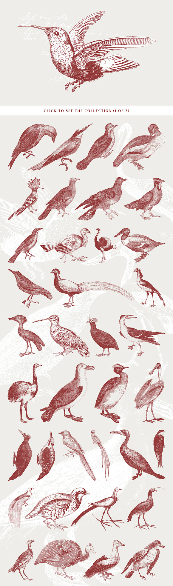 71 Engraved Bird Illustrations in Illustrations - product preview 1