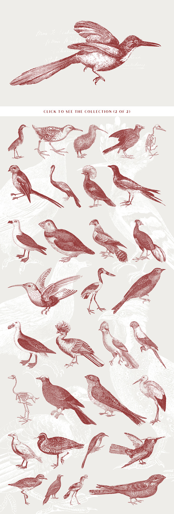 71 Engraved Bird Illustrations in Illustrations - product preview 3