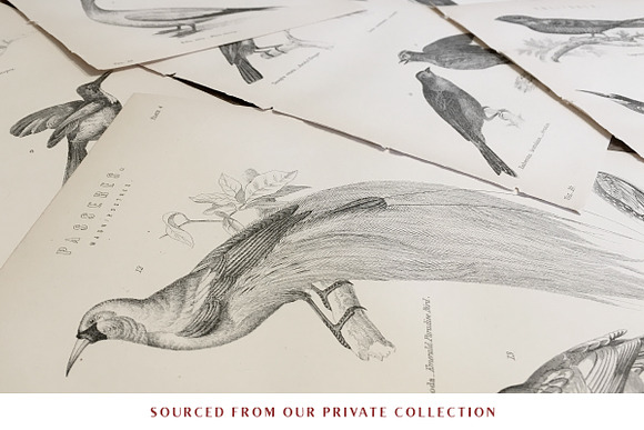 71 Engraved Bird Illustrations in Illustrations - product preview 4