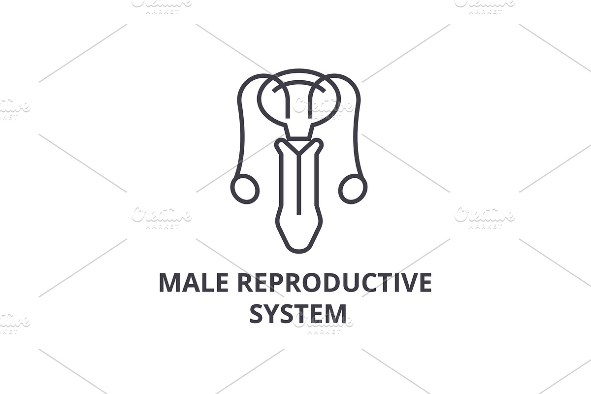 male reproductive system thin line icon, sign, symbol, illustation, linear concept, vector  in Objects - product preview 8