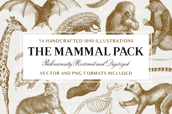 54 Handcrafted Mammal Illustrations