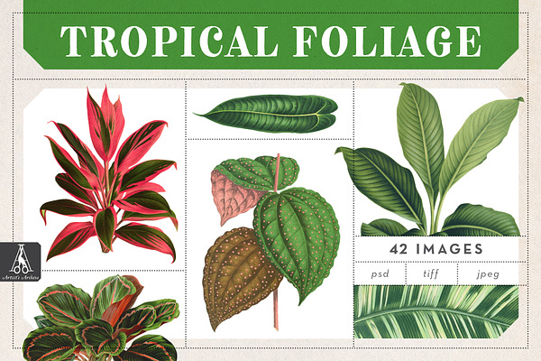 Vintage Tropical Foliage Plants