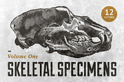 Skeletal Specimens Vol. 1