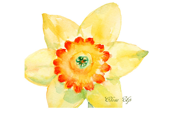 Watercolor Clipart Yellow Daffodils in Illustrations - product preview 1