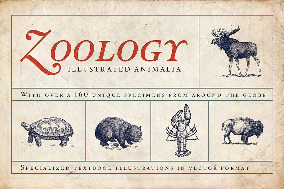 Zoology Animal Illustrations in Illustrations - product preview 8