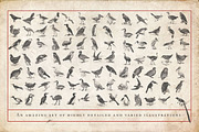 Ornithology Bird Illustrations