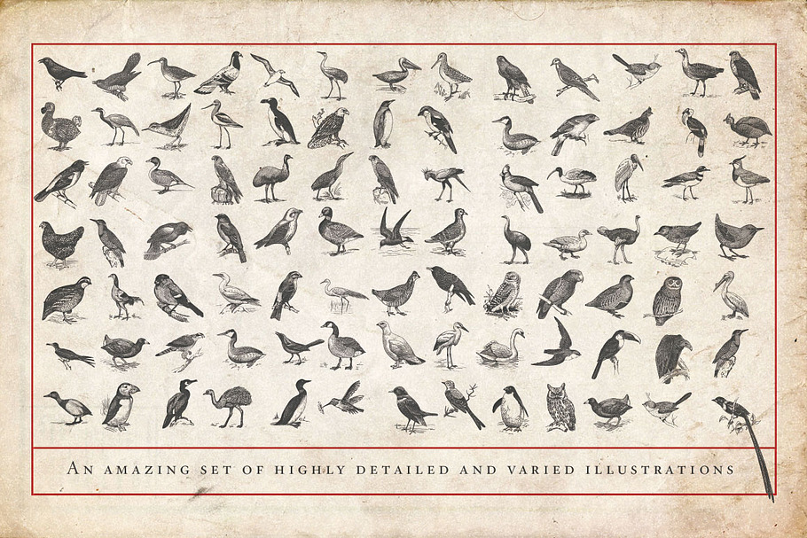 Ornithology Bird Illustrations in Illustrations - product preview 8