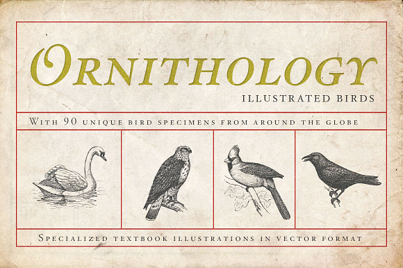 Ornithology Bird Illustrations in Illustrations - product preview 1