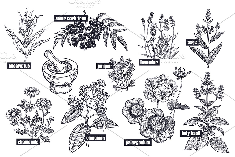 Medical plants. Big set. in Objects - product preview 8