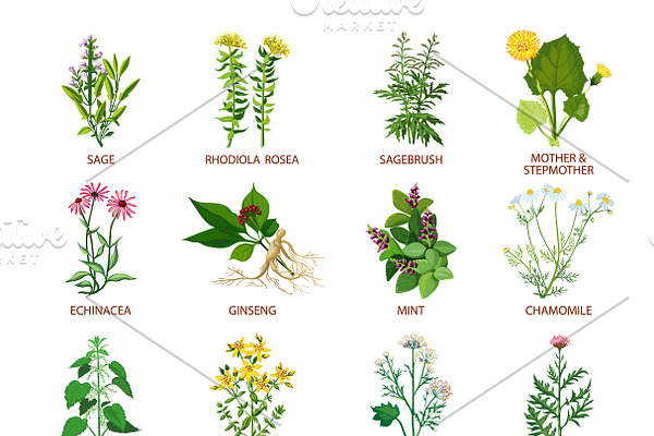 Medicinal herbs icons flat set