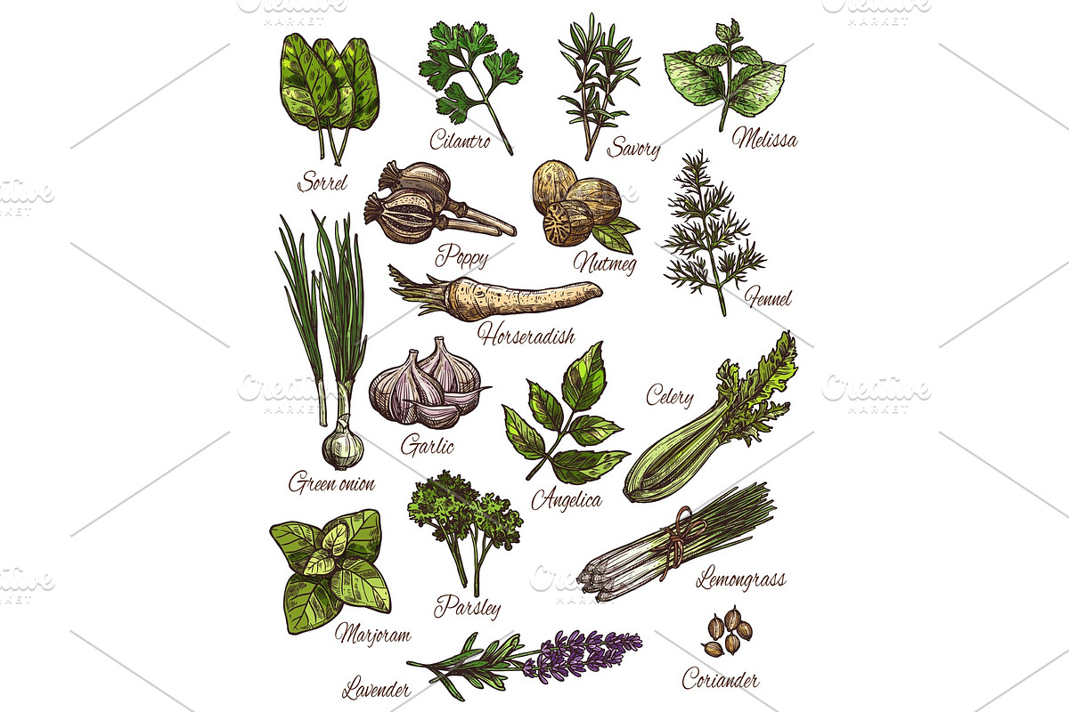 Spice, herb and fresh leaf vegetable sketch design in Illustrations - product preview 8