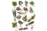 Spice, herb and fresh leaf vegetable sketch design