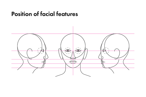 Anatomy Drawing Aid - The Human Head