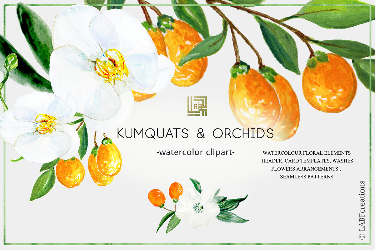 Kumquat & white orchids Tropical in Illustrations - product preview 8
