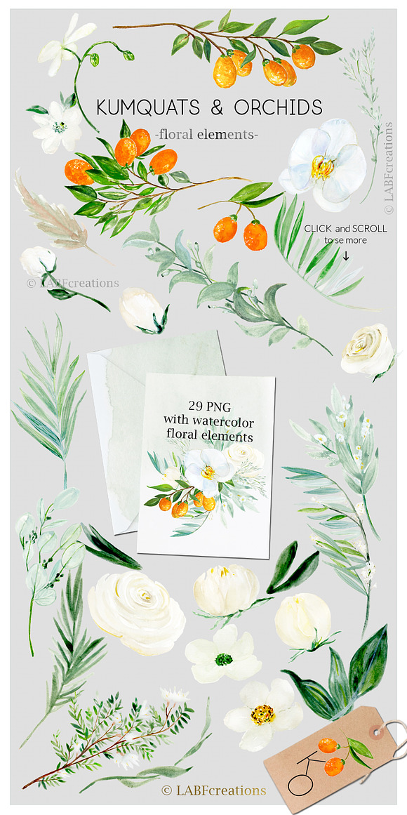 Kumquat & white orchids Tropical in Illustrations - product preview 4