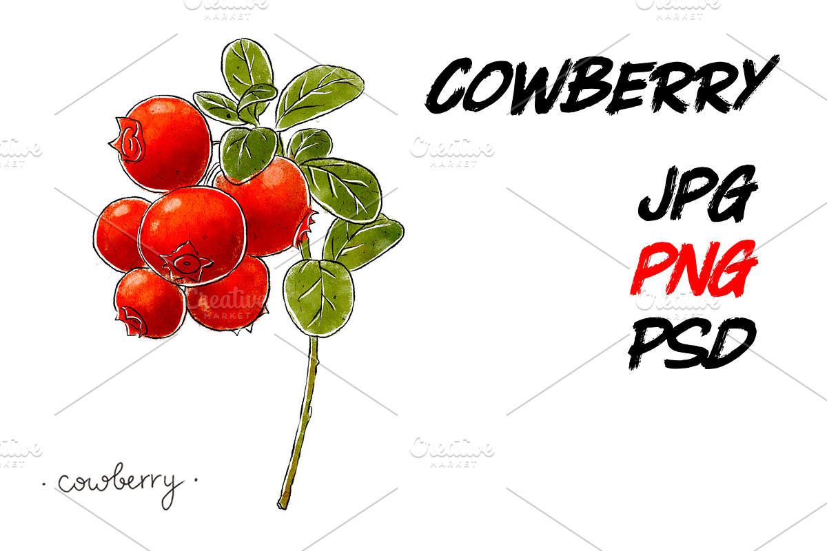 Hand-drawn cowberry in Illustrations - product preview 8