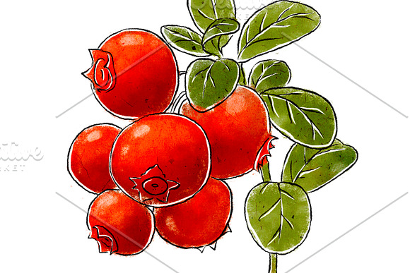 Hand-drawn cowberry in Illustrations - product preview 1