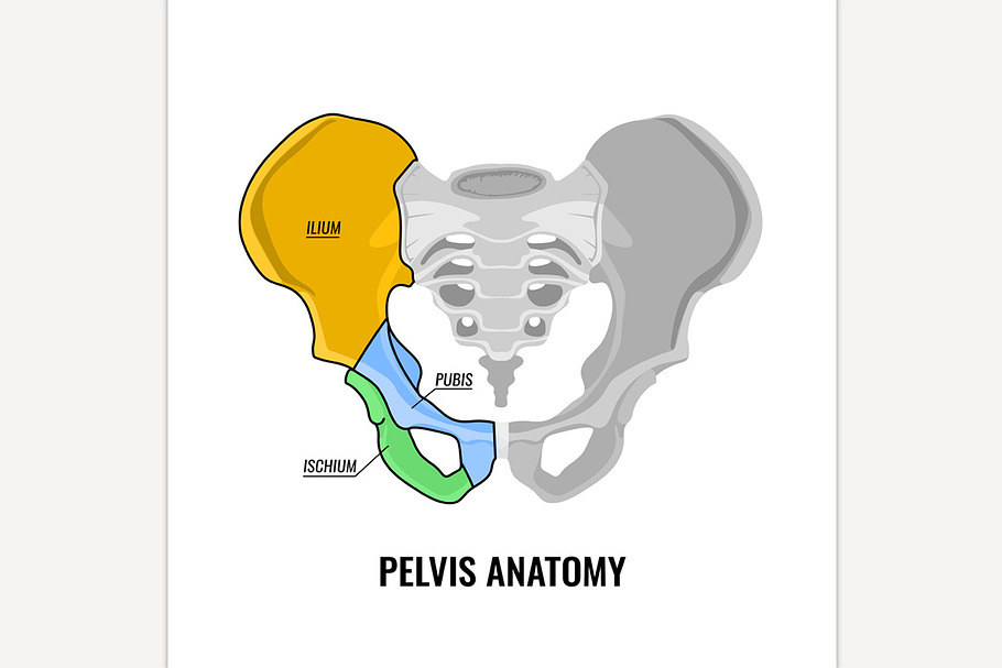 Pelvis Anatomy Scheme in Illustrations - product preview 8