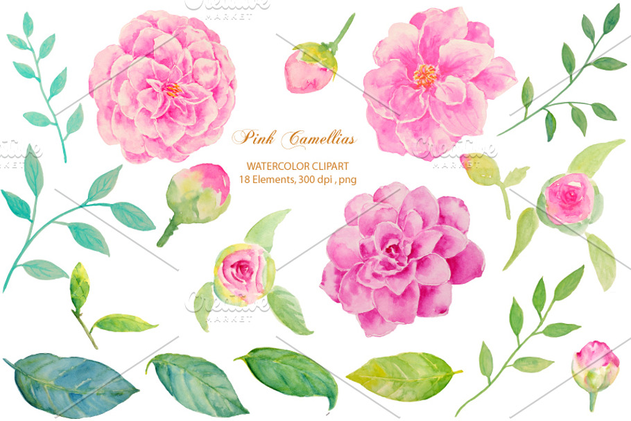 Wedding Pink Camellia Clipart in Illustrations - product preview 8