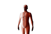 Anatomy of male muscular system. Red human wireframe hologram. 3d illustration