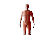 Anatomy of male muscular system. Red human wireframe hologram. 3d illustration