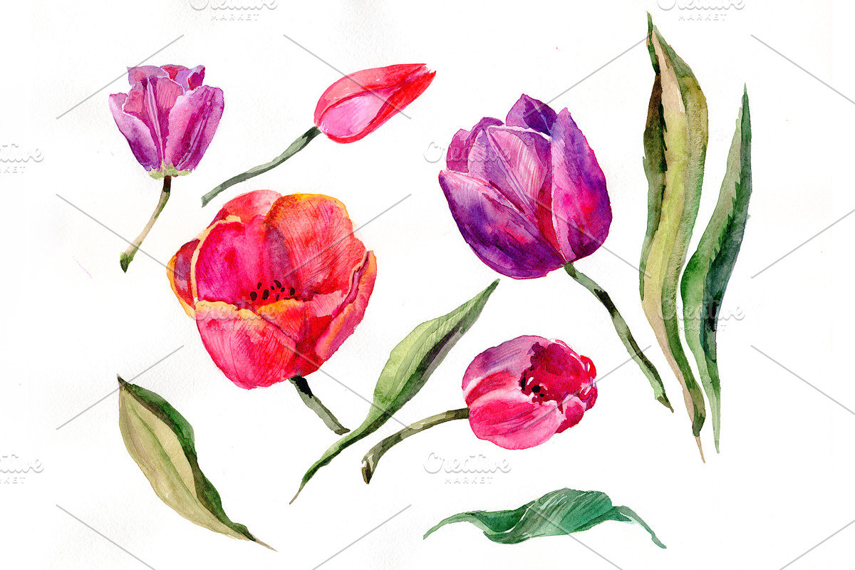 Red and purple tulip flowers PNG in Illustrations - product preview 8
