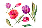 Red and purple tulip flowers PNG