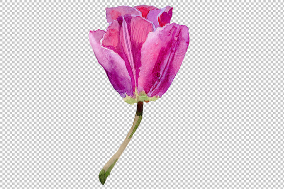 Red and purple tulip flowers PNG in Illustrations - product preview 1