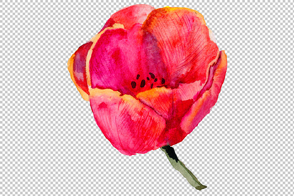 Red and purple tulip flowers PNG in Illustrations - product preview 2