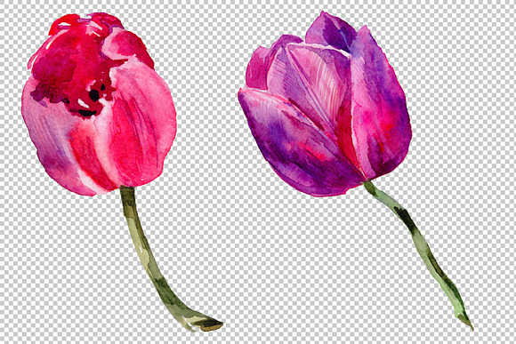 Red and purple tulip flowers PNG in Illustrations - product preview 3