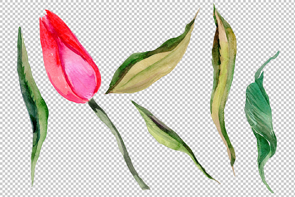 Red and purple tulip flowers PNG in Illustrations - product preview 4