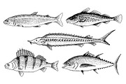 River and lake fish. Perch or bass, Scomber or mackerel, beluga and sturgeon. Sea creatures. Freshwater aquarium. Seafood for the menu. Engraved hand drawn in old vintage sketch. Vector illustration.