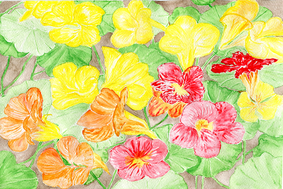 Nasturtium Watercolour Pattern in Illustrations - product preview 8