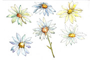 White daisy PNG watercolor set